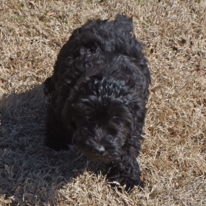 Goldendoodle Puppy Gabriel