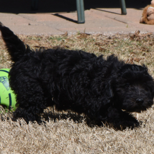Goldendoodle Puppy Gabriel