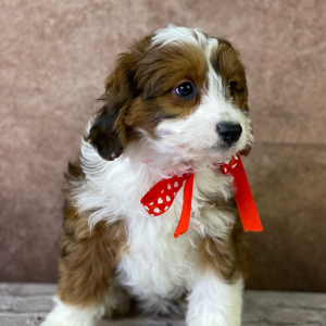 Aussiedoodle Puppy Frida