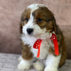 Aussiedoodle Puppy Frida