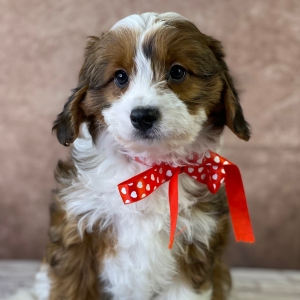 Aussiedoodle Puppy Frida