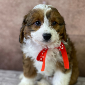 Aussiedoodle Puppy Frida