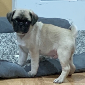 Pug Puppy Titan