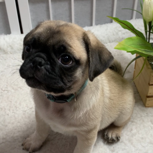 Pug Puppy Titan
