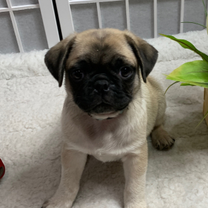 Pug Puppy Titan