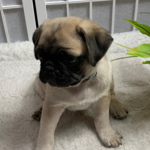 Pug Puppy Titan