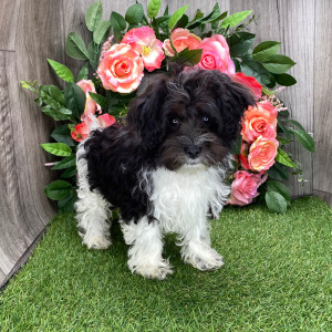 Havanese Puppy Laura