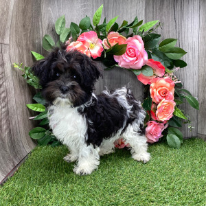 Havanese Puppy Laura