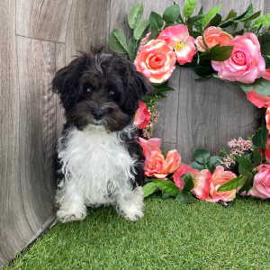 Havanese Puppy Laura
