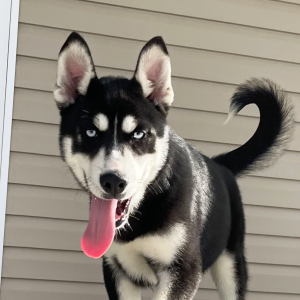 Siberian Husky Puppy Weston