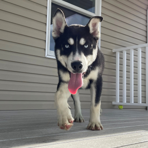 Siberian Husky Puppy Weston