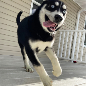 Siberian Husky Puppy Weston