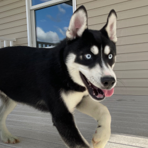 Siberian Husky Puppy Weston