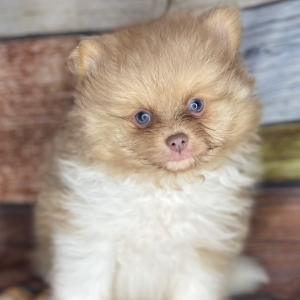 Pomeranian Puppy Alvin