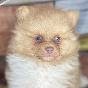 Pomeranian Puppy Alvin