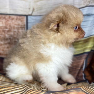 Pomeranian Puppy Alvin