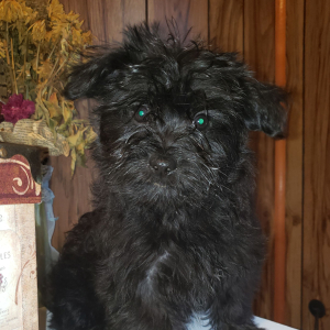 Morkie Puppy Fozzie Bear