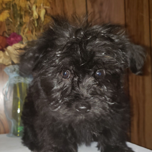Morkie Puppy Fozzie Bear