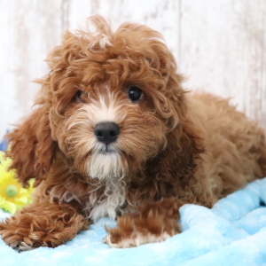 Cavapoo Puppy Annabelle