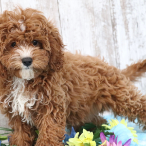Cavapoo Puppy Annabelle
