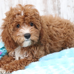 Cavapoo Puppy Annabelle