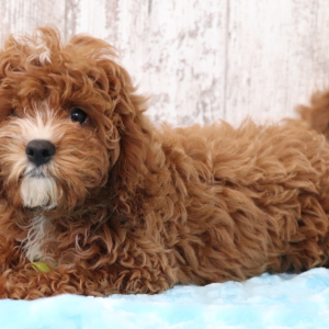 Cavapoo Puppy Annabelle