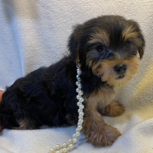 Yorkshire Terrier Puppy Avery