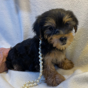 Yorkshire Terrier Puppy Avery