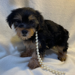 Yorkshire Terrier Puppy Avery