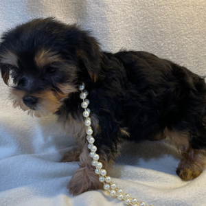Yorkshire Terrier Puppy Avery