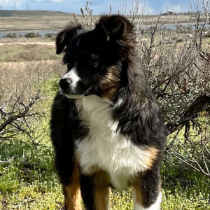 Australian Shepherd Puppy Bree