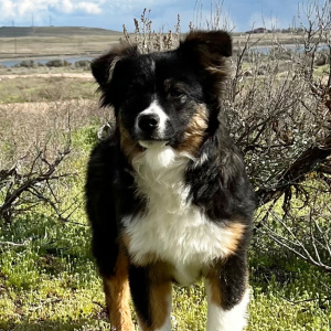 Australian Shepherd Puppy Bree