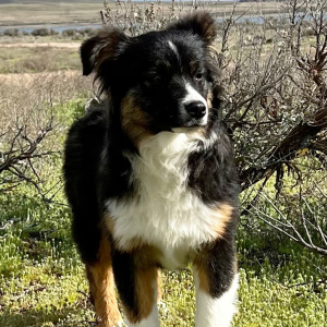 Australian Shepherd Puppy Bree