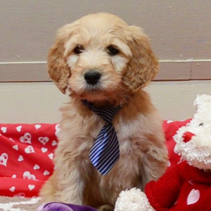 Goldendoodle Puppy Macky