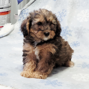 Yorkiepoo Puppy Kaden