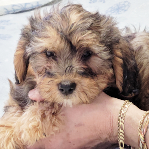 Yorkiepoo Puppy Kaden
