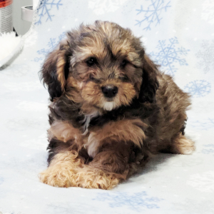 Yorkiepoo Puppy Kaden