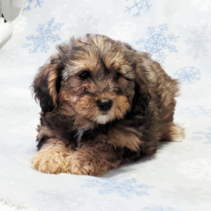 Yorkiepoo Puppy Kaden