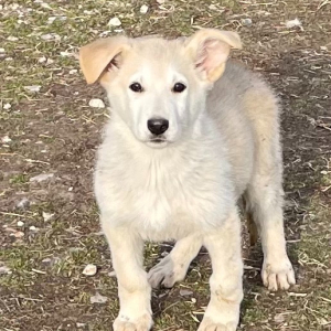 German Shepherd Dog Puppy Koda