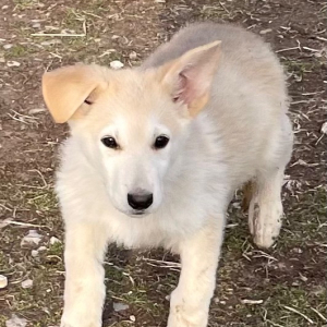 German Shepherd Dog Puppy Koda