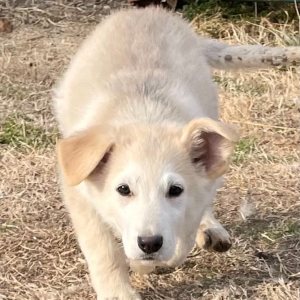 German Shepherd Dog Puppy Koda