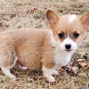 Pembroke Welsh Corgi Puppy Sambo