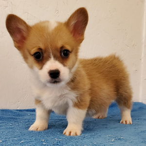 Pembroke Welsh Corgi Puppy Sambo