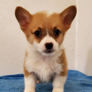 Pembroke Welsh Corgi Puppy Sambo
