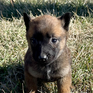 Belgian Malinois Puppy Laramie