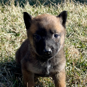Belgian Malinois Puppy Laramie