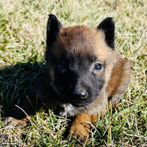 Belgian Malinois Puppy Laramie