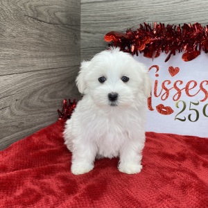 Havanese Puppy Lola