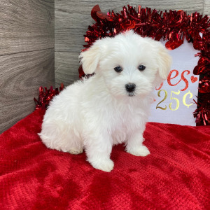 Havanese Puppy Lola