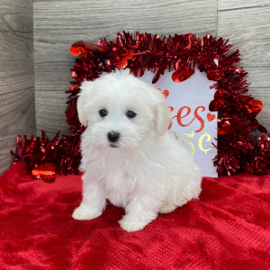 Havanese Puppy Lola